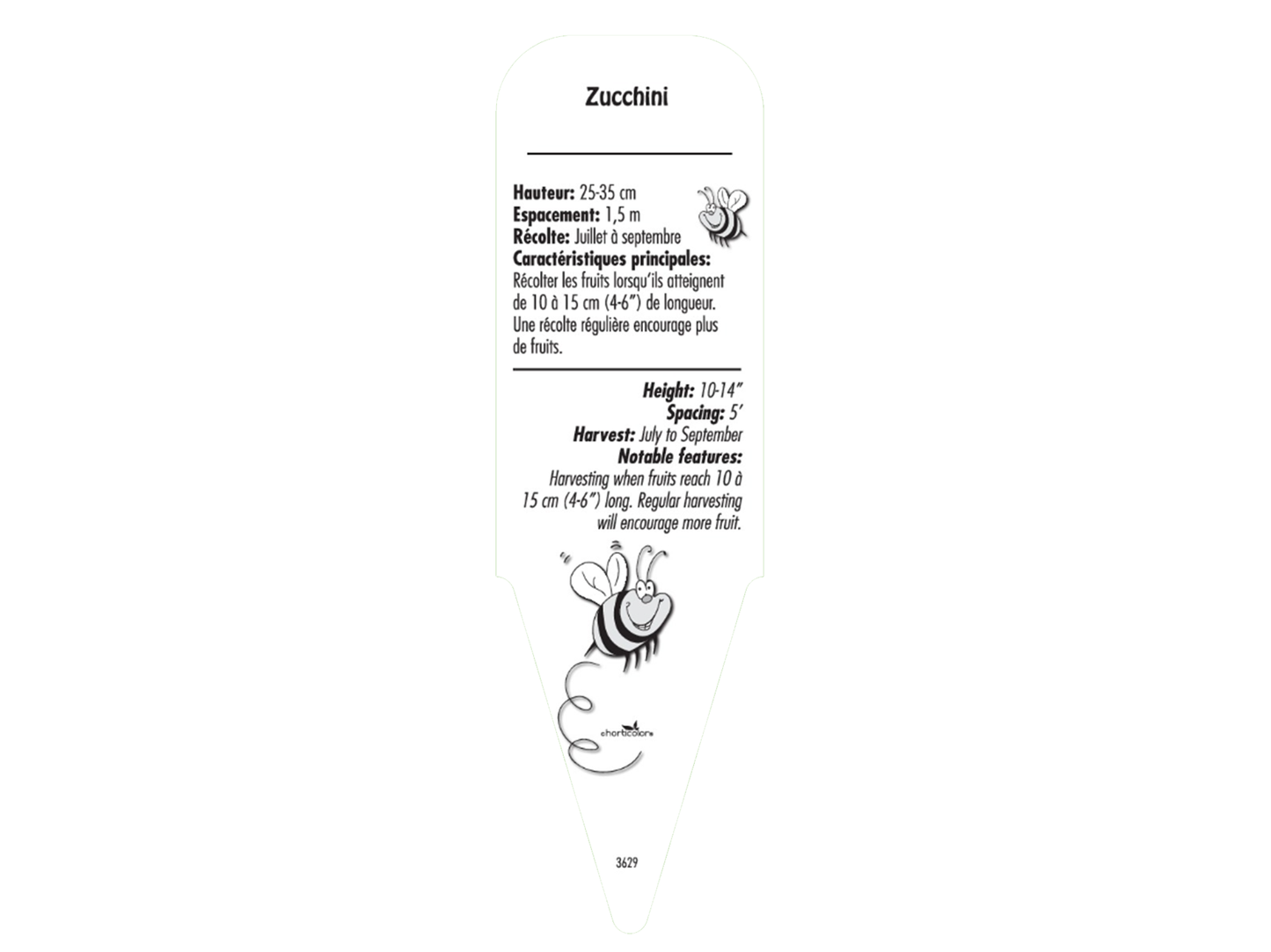 Zucchini