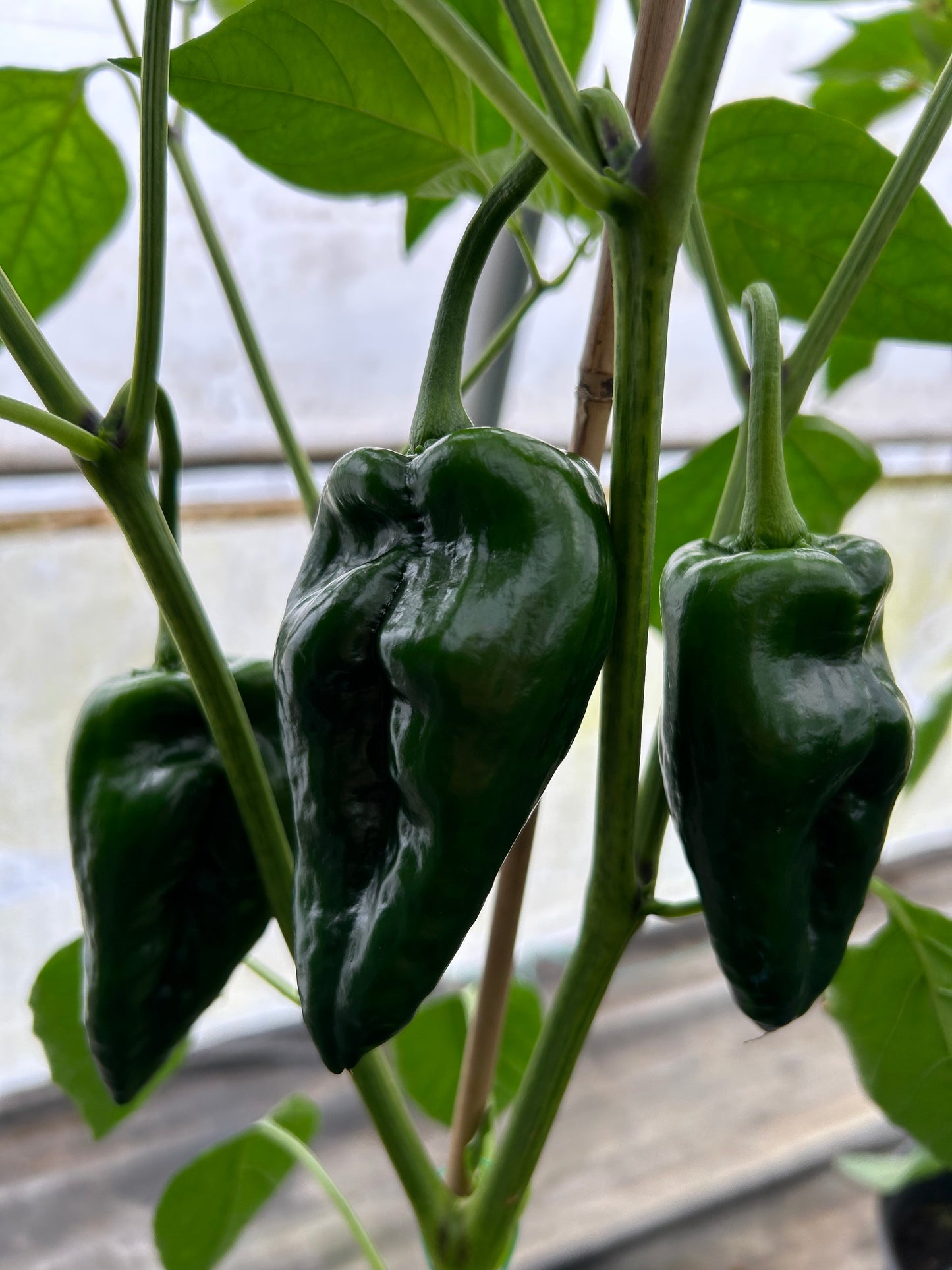 Piment fort Ancho Poblano - Mon jardin en ligne