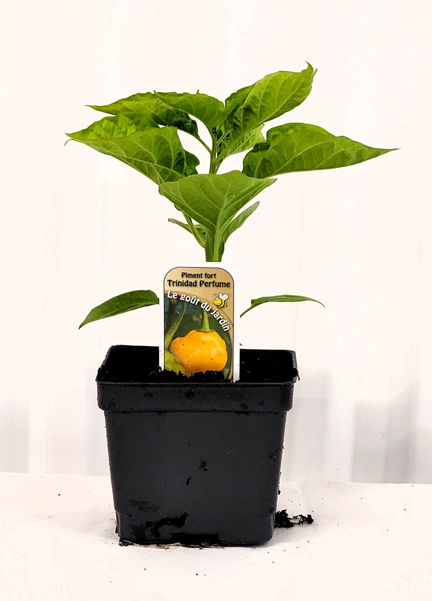 Piment fort Trinidad Perfume - Mon jardin en ligne