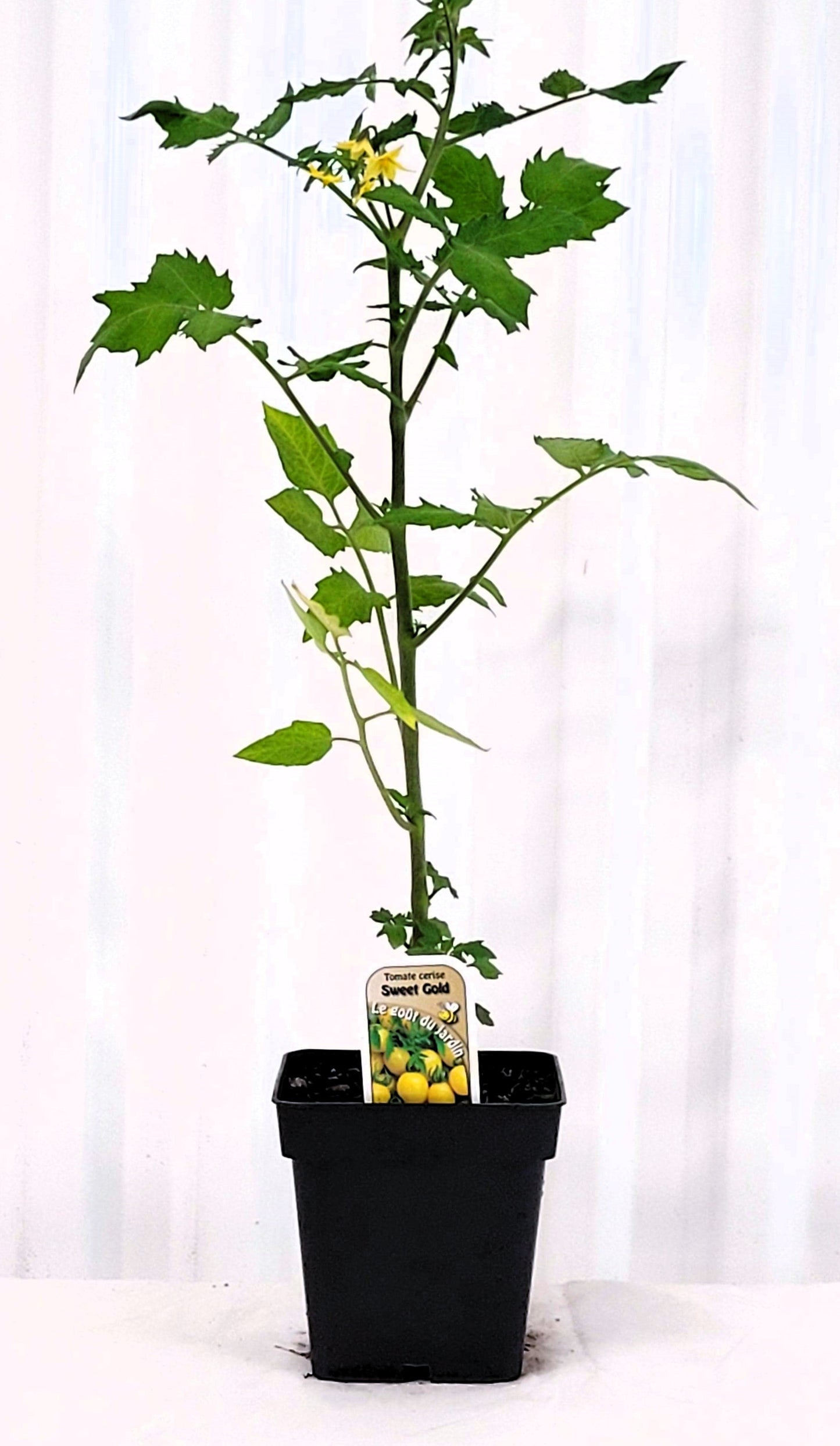 Tomate cerise Jaune - Mon jardin en ligne