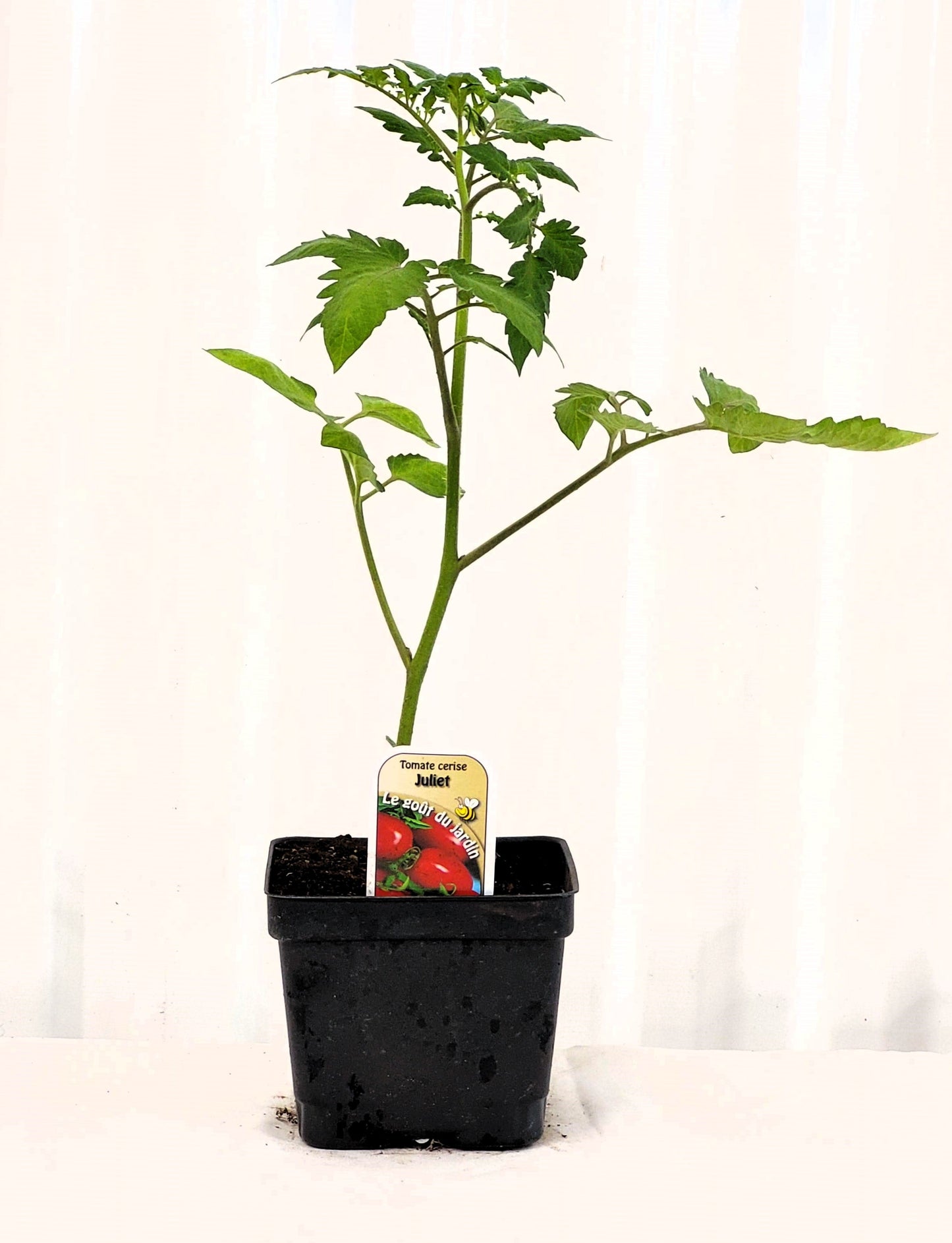 Tomate cerise Juliet - Mon jardin en ligne