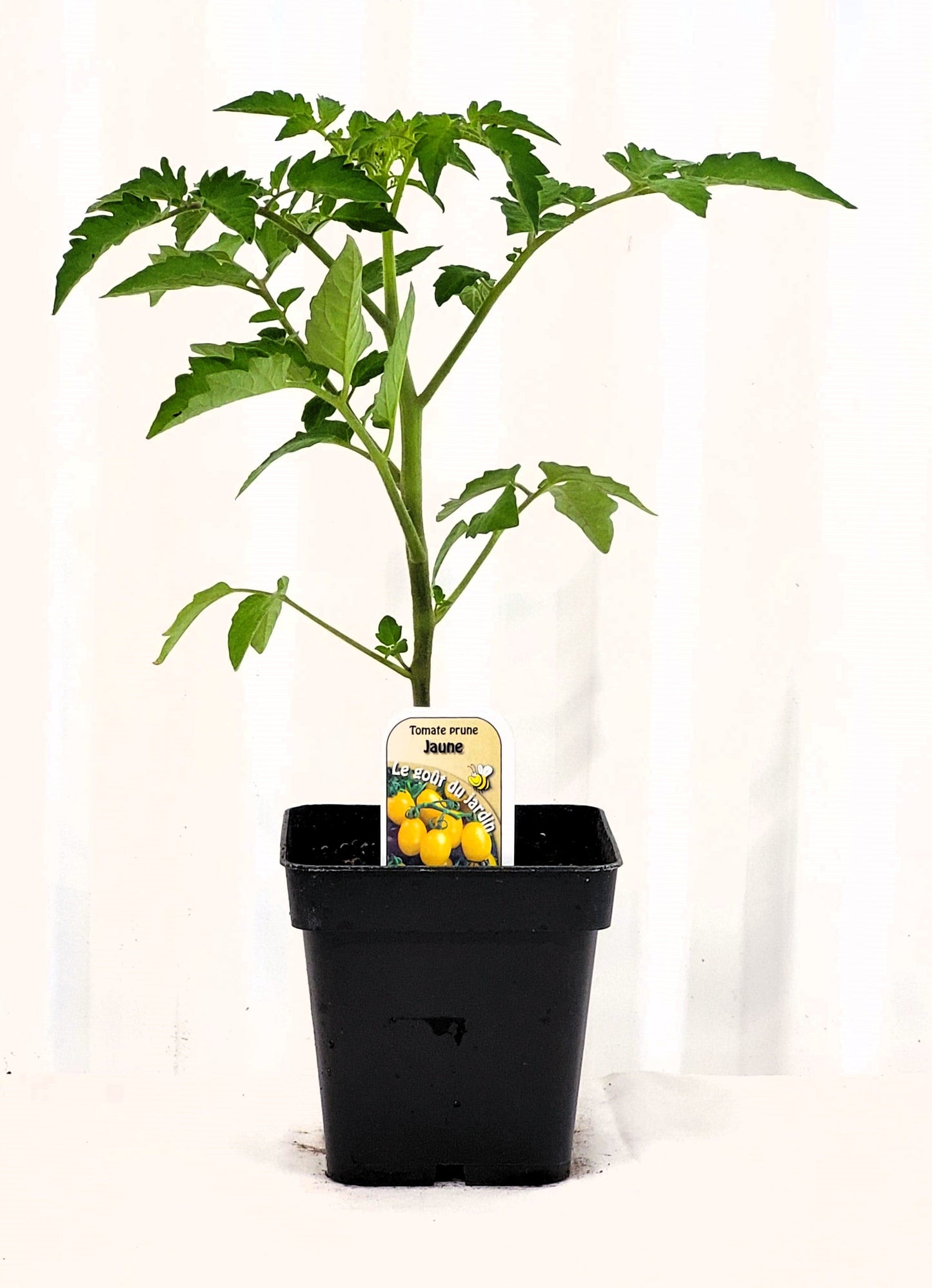 Tomate cerise Prune Jaune - Mon jardin en ligne