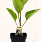 Aubergine - Mon jardin en ligne