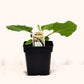 Aubergine Mini Gretel - Mon jardin en ligne