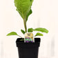 Aubergine Néon - Mon jardin en ligne