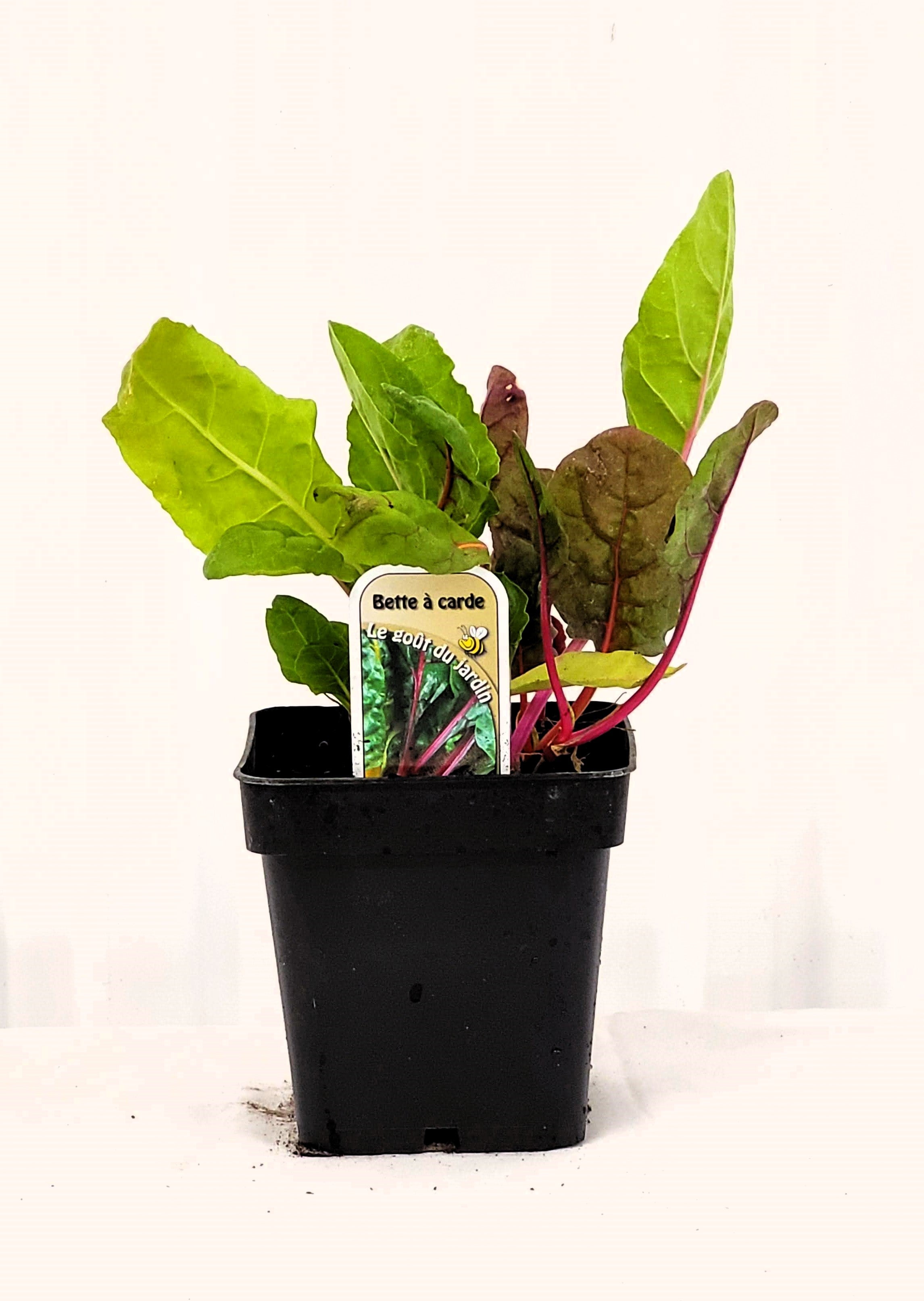 Bette à Carde – Mon jardin en ligne