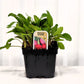 Betterave Japonaise - Mon jardin en ligne