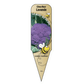 Chou-fleur Lavande - Mon jardin en ligne
