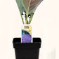 Chou-fleur Lavande - Mon jardin en ligne