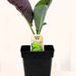 Chou-fleur Verde - Mon jardin en ligne