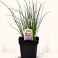 Ciboulette - Mon jardin en ligne