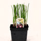 Oignon espagnol rouge - Mon jardin en ligne