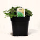 Origan - Mon jardin en ligne