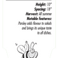 Persil italien - Mon jardin en ligne