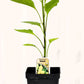 Piment doux Banane - Mon jardin en ligne