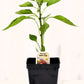 Piment doux Candy Cane - Mon jardin en ligne
