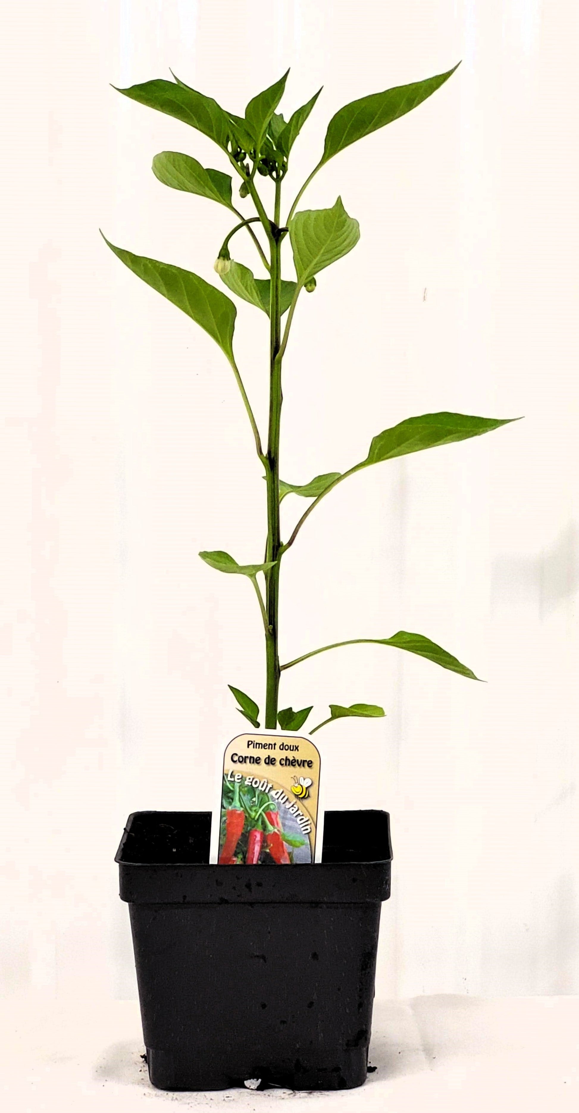 Piment doux Corne de Chèvre - Mon jardin en ligne