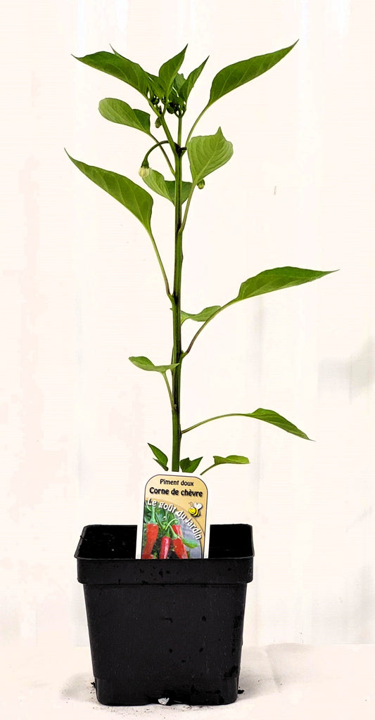 Piment doux Corne de Chèvre - Mon jardin en ligne