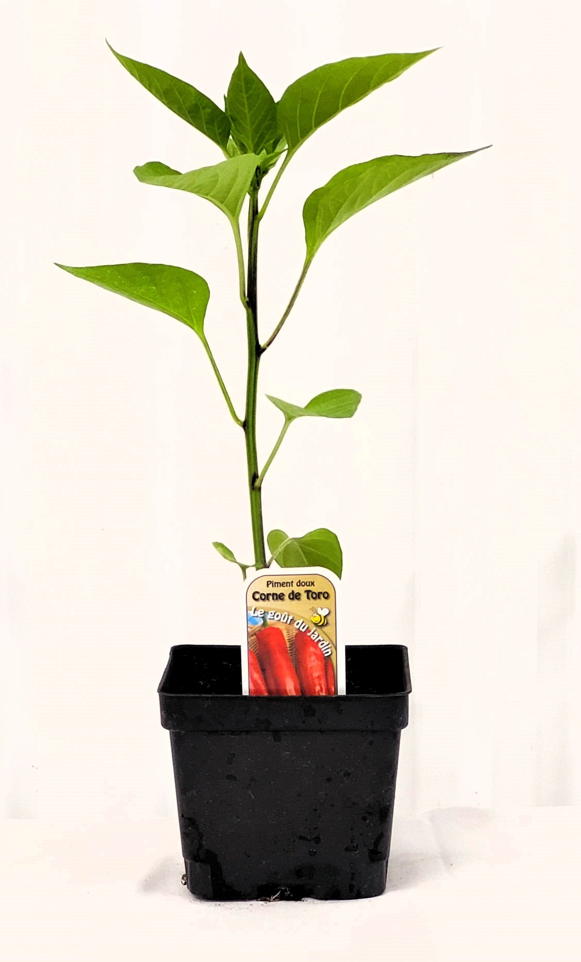 Piment doux Corne de Toro - Mon jardin en ligne