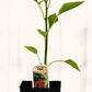 Piment doux Fraise - Mon jardin en ligne