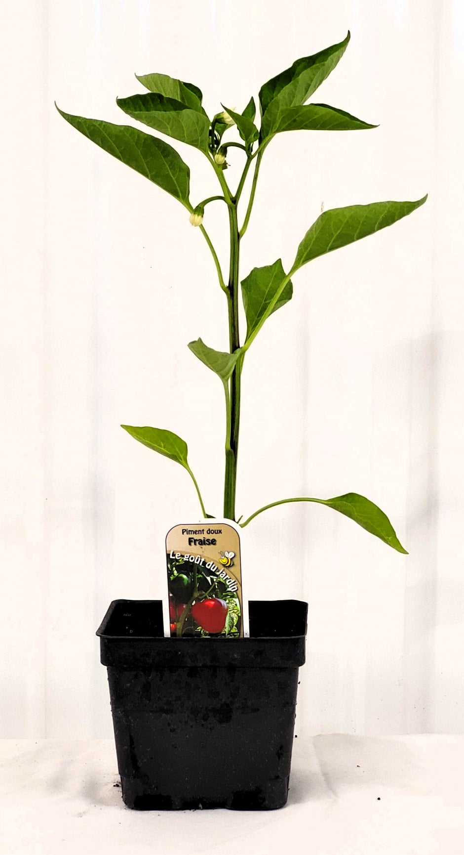 Plants de piments et poivrons – Mon jardin en ligne
