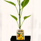 Piment doux jaune - Mon jardin en ligne