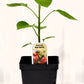 Piment doux Mad Hatter - Mon jardin en ligne
