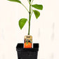Piment doux orange - Mon jardin en ligne