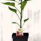 Piment doux rouge - Mon jardin en ligne