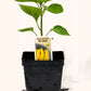 Piment extra fort Aji Lemon - Mon jardin en ligne