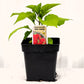 Piment extra fort Bhut Jolokia - Mon jardin en ligne