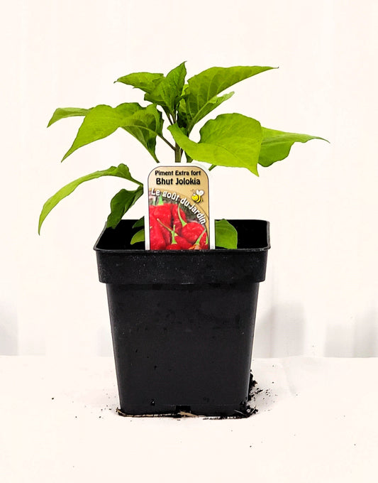 Piment extra fort Bhut Jolokia - Mon jardin en ligne