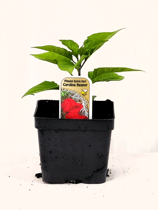 Piment extra fort Carolina Reaper - Mon jardin en ligne