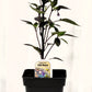 Piment fort Chili Mauve - Mon jardin en ligne