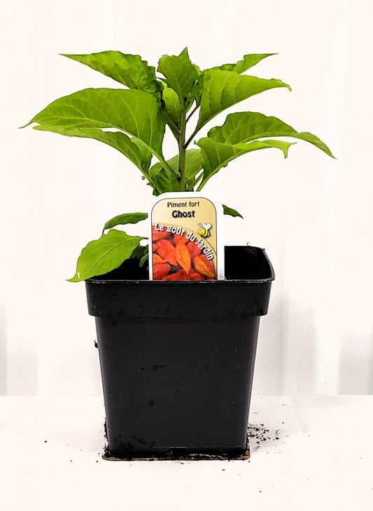 Piment fort Ghost - Mon jardin en ligne