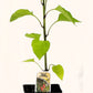 Piment fort Gorria - Mon jardin en ligne