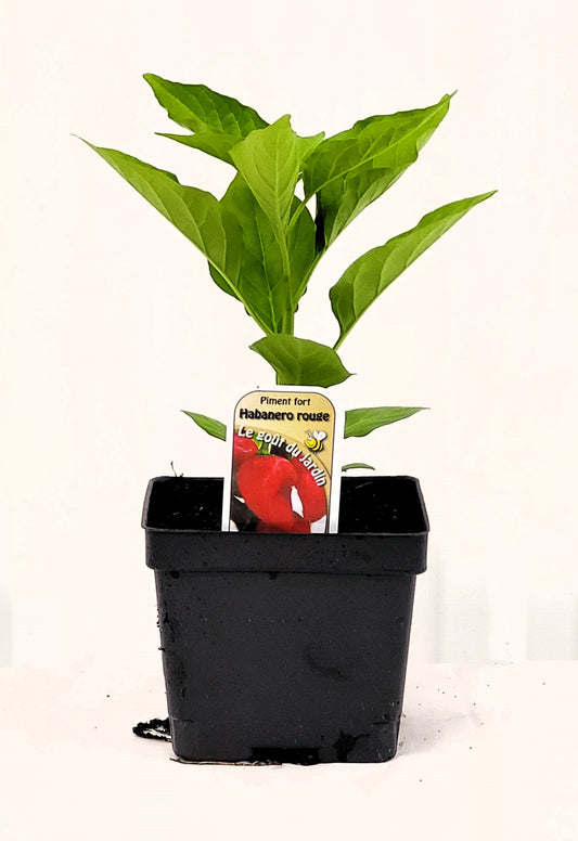 Piment fort Habanero rouge - Mon jardin en ligne