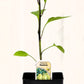 Piment fort Hongrois - Mon jardin en ligne