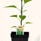 Piment fort Jalapeno - Mon jardin en ligne