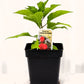 Piment fort Langue du Diable - Mon jardin en ligne