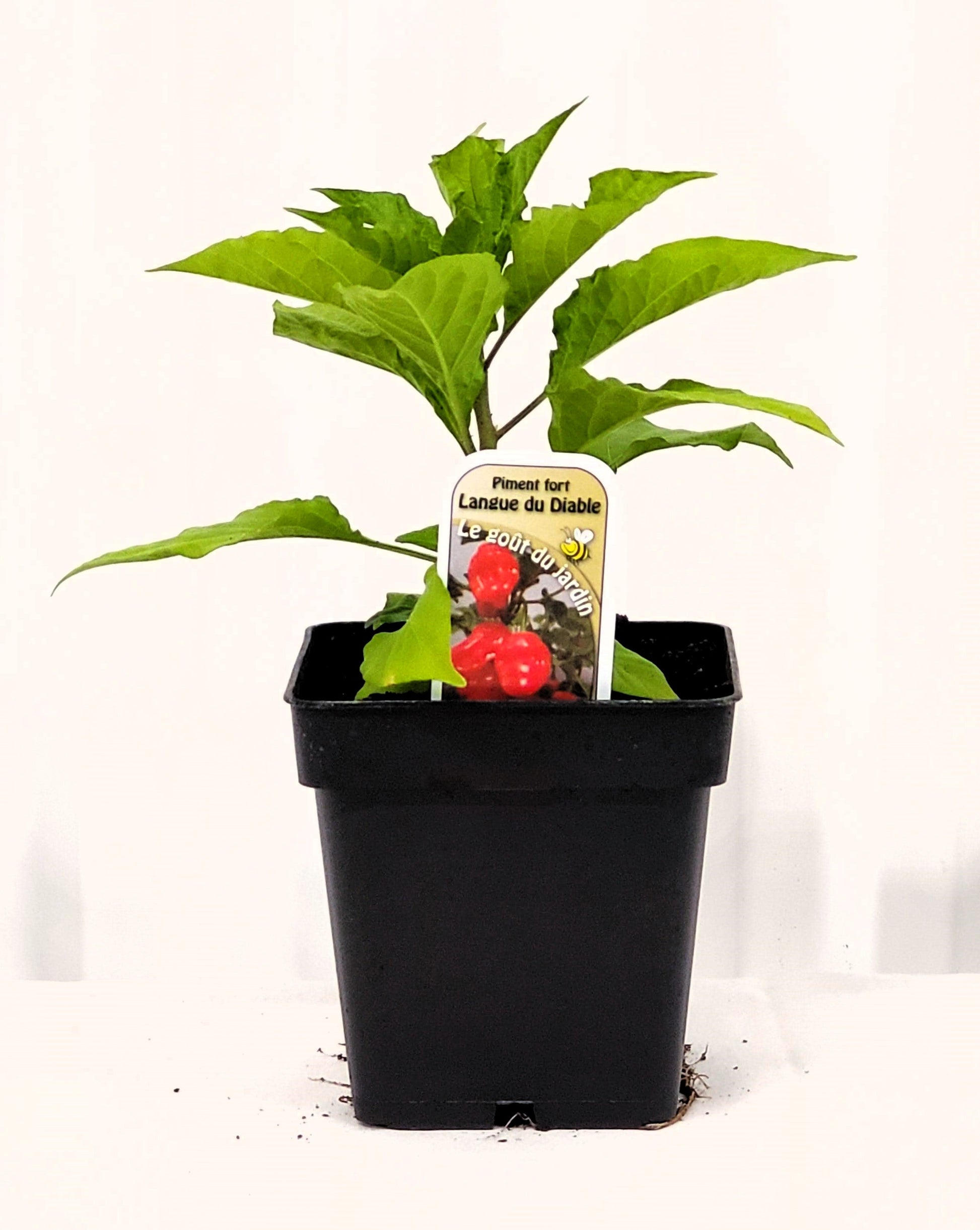 Piment fort Langue du Diable - Mon jardin en ligne