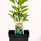 Piment fort Super Chili - Mon jardin en ligne