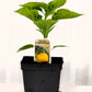 Piment fort Trinidad Perfume - Mon jardin en ligne