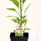 Piment Takara Shishito - Mon jardin en ligne