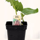 Rhubarbe - Mon jardin en ligne