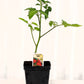 Tomate cerise Juliet - Mon jardin en ligne