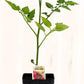Tomate cerise Large - Mon jardin en ligne