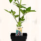 Tomate cerise Noire - Mon jardin en ligne