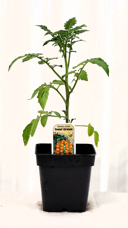 Tomate cerise Orange - Mon jardin en ligne