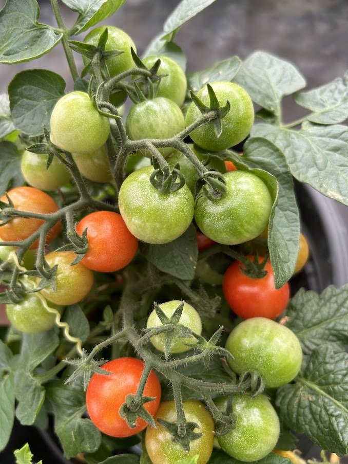 Tomate cerise Patio - Mon jardin en ligne